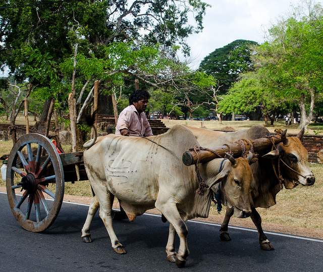 Second Annual Animal Welfare and International Law Seminar