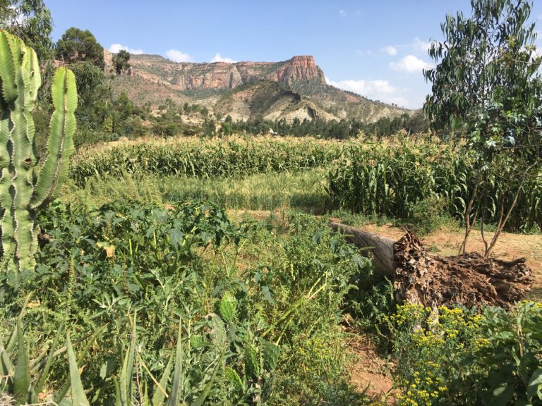 Update on the work of the Special Rapporteur on Human Rights and the Environment: relevance for states, businesses, and local environmental justice