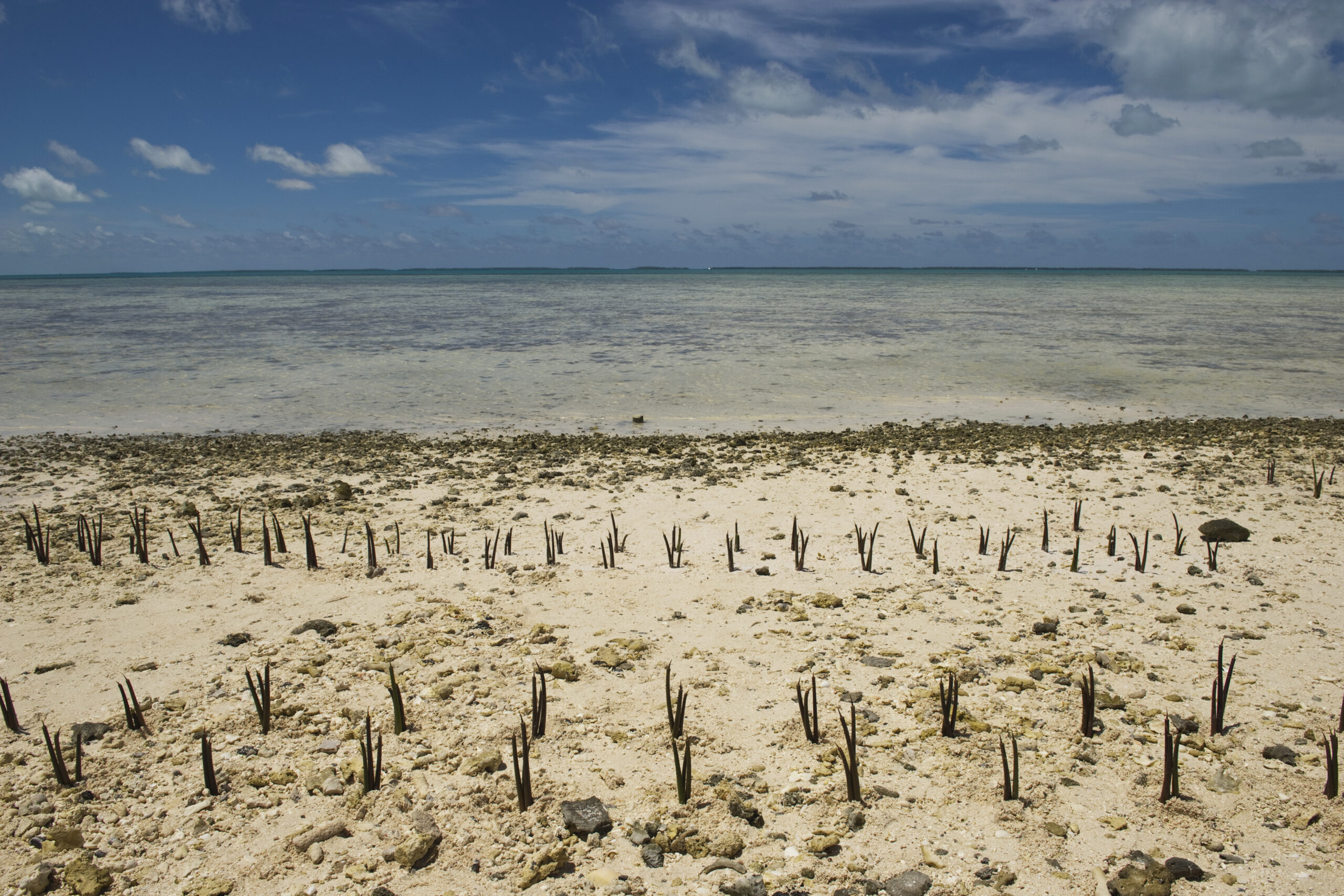 WEBINAR SERIES: Human Rights Strategies in Climate Change Litigation