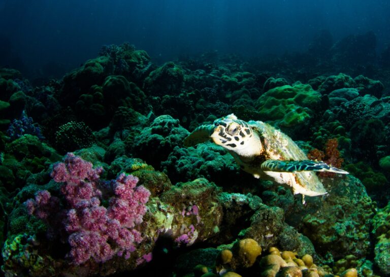 COP26: reflections on human rights at the ocean-climate nexus