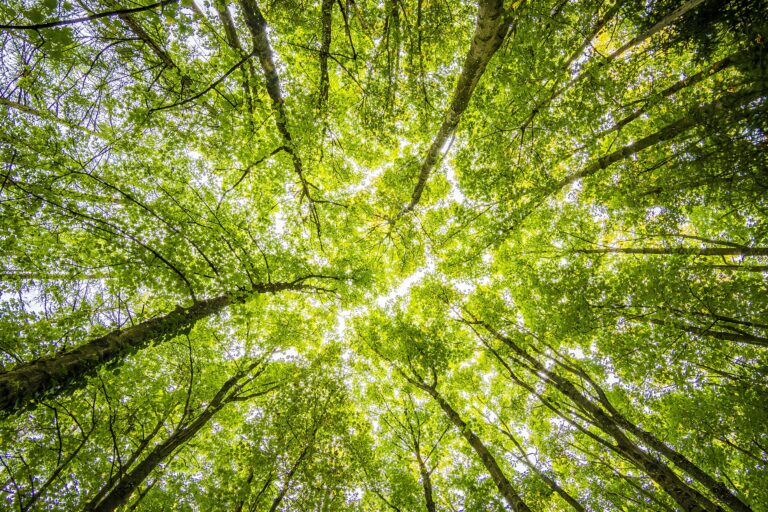 Launch of the online version of the Strasbourg Principles of International Environmental Human Rights Law