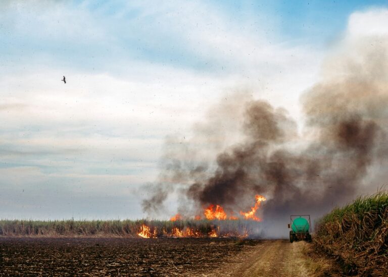 When Sugar Burns, Black Snow Falls: Legal Complicity and Environmental Racism in Florida’s Sugarcane Industry.